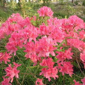 Rhododendron 'Rosy Lights','Rosy Lights' Rhododendron, 'Rosy Lights' Azalea, Late Midseason Azalea, Deciduous Azalea, Pink Azalea, Pink Rhododendron, Pink Flowering Shrub